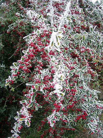 Hiver_10_au mont St-Cyr_© Fabienne Mangin.jpg